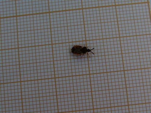 Aradus sp.